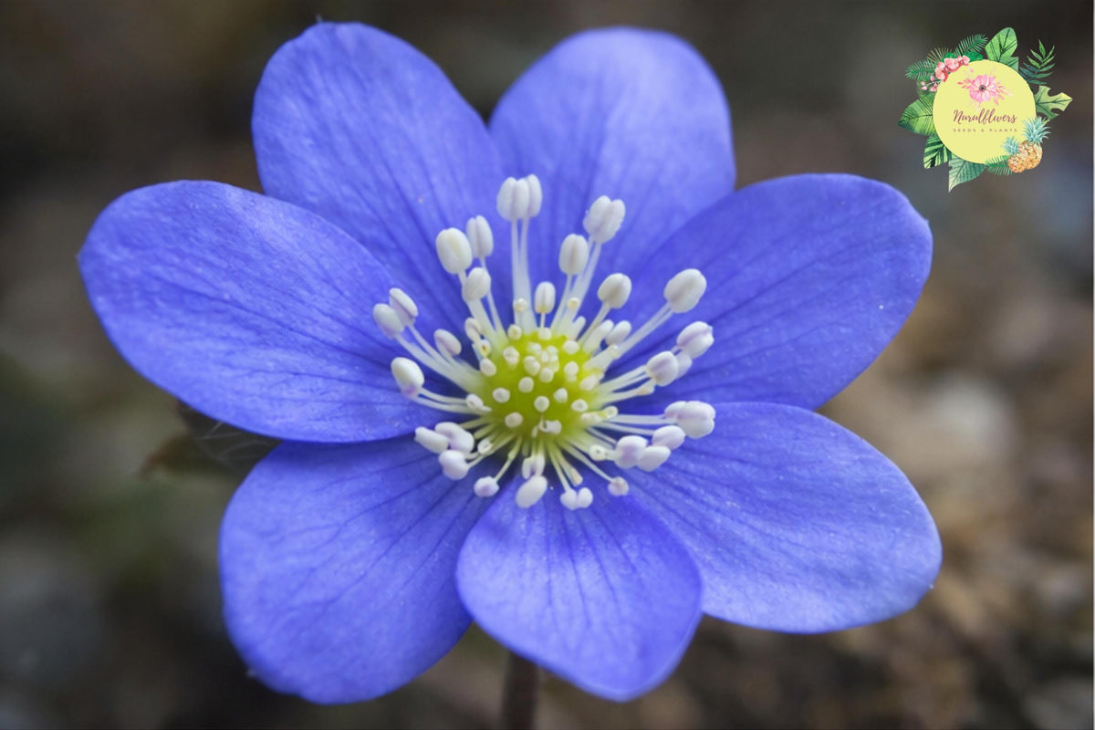 Hepatica Bare-Root Plant | Blue Flowering Anemone hepatica | Hardy Perennial Ground Cover for Shade Gardens