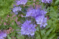 Lacy Phacelia Seeds - Purple Wildflower, Bee Friendly Pollinator Garden, Phacelia tanacetifolia, 100 Seeds