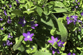 Venus Looking Glass Seeds - 100 Native Wildflower Seeds, Blue-Purple Star-Shaped Blooms, Pollinator Garden, Triodanis perfoliata