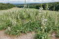 Penstemon digitalis Seeds – White Foxglove Beardtongue Perennial for Pollinator Gardens & Naturalized Landscapes