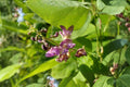 Wild Kidney Bean Seeds – Native Climbing Vine for Woodland Gardens, Pollinators, Phaseolus polystachios (5 Seeds)
