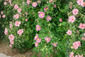Rosa carolina Pasture Rose Seeds – Native Pink Wild Shrub for Gardens, Meadows & Wildlife Habitats (10 Seeds)