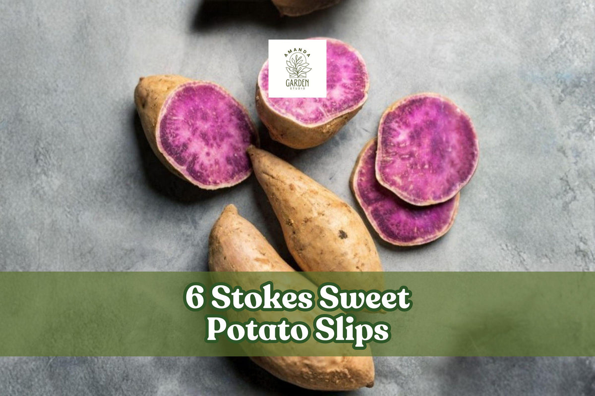 6 Stokes Sweet Potato Slips - Purple-Fleshed Sweet Potatoes - Ipomoea batatas - 6 Rooted Garden Plants for Home Growing