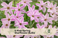 Pink Spring Starflower Bulbs, Ipheion uniflorum, Spring Blooming, Pink Star-Shaped Flowers, Low-Maintenance Garden Bulbs