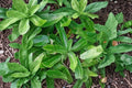 Culantro Seeds - Vietnamese Recao Herb, Eryngium foetidum, Aromatic, Heat Tolerant, 100 Seeds for Soups, Pho, Curry, Herb Garden