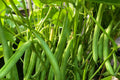 Petite Filet French Bean Seeds - Gourmet Snap Bean, High Yield, Tender Green Pods, Compact Plant, 50 Seeds