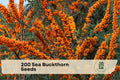200 Sea Buckthorn Seeds - Edible Berry Shrub for Landscaping & Garden - Hippophae rhamnoides