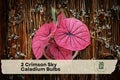 Crimson Sky Caladium Bulbs – Vibrant Red Foliage, Tropical Plant, Caladium bicolor, 2 Bulbs