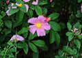 Rosa Palustris Swamp Rose Seeds – Native Pink Fragrant Flowers & Red Hips, Wetland Shrub, Wildlife-Friendly, 10 Seeds
