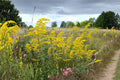 Old Field Goldenrod Seeds – Native Yellow Wildflower for Pollinator Gardens, Solidago nemoralis, Drought-Tolerant Perennial, Bee & Butterfly Attractant