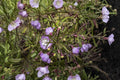 Agalinis Tenuifolia Seeds, 250 Native Wildflower Seeds, Pink Tubular Blooms, Pollinator-Friendly, Prairie and Meadow Planting