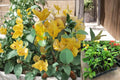 Bougainvillea California Gold Rooted Cutting - Vibrant Golden Bracts, Tropical Flowering Vine, Live Plant