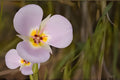 Winding Mariposa Lily Seeds, Native Wildflower, Drought Tolerant, Calochortus flexuosus, Desert and Rock Garden Plant