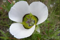 Rocky Mountain Mariposa Lily Seeds - Calochortus gunnisonii Native Wildflower for Rock Gardens & Alpine Landscapes