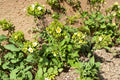 Prairie Cinquefoil Seeds 100 Native Wildflower for Pollinator Gardens Drymocallis arguta Perennial Plant