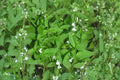 Indian Tobacco Seeds – Native Wildflower, Pale Blue Blooms, Pollinator Garden, Lobelia inflata, 100 Seeds
