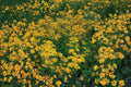 Golden Ragwort Seeds – Native Perennial Wildflower for Shade Gardens, Pollinator-Friendly, Packera aurea, 75 Seeds