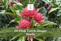 20 Pink Torch Ginger Seeds – Etlingera elatior Tropical Ornamental Flowering Plant for Gardens