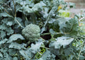 Waltham 29 Broccoli Seeds - 500 Heirloom, Cold Hardy, High-Yield, Blue-Green Heads, Vegetable Seeds for Spring & Fall Gardens