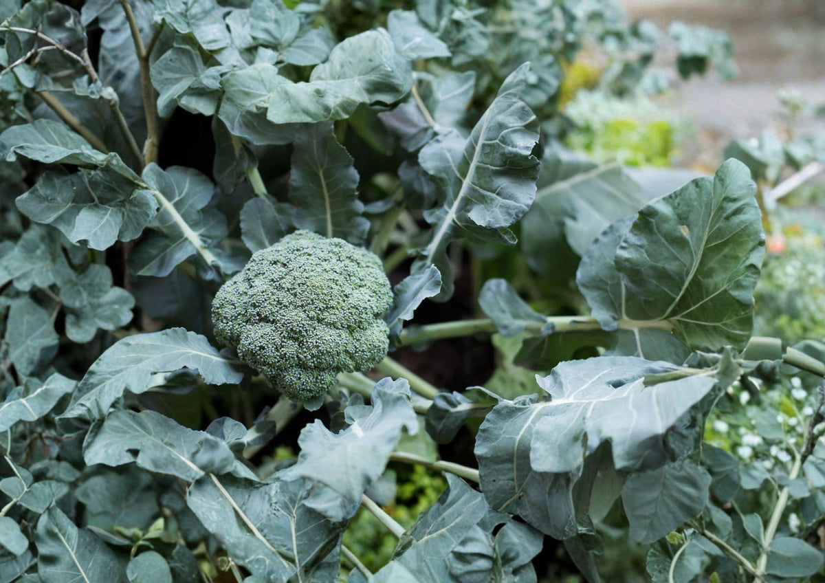 Waltham 29 Broccoli Seeds - 500 Heirloom, Cold Hardy, High-Yield, Blue-Green Heads, Vegetable Seeds for Spring & Fall Gardens