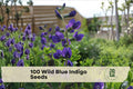 Wild Blue Indigo Seeds | Native Baptisia australis Perennial with Indigo Blue Flowers for Borders & Pollinator Gardens