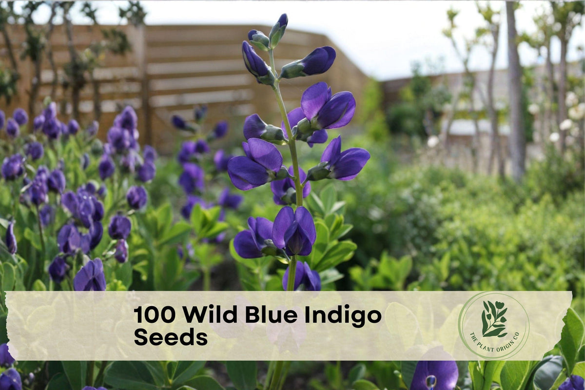 Wild Blue Indigo Seeds | Native Baptisia australis Perennial with Indigo Blue Flowers for Borders & Pollinator Gardens