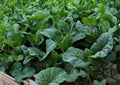 Wan Shen Kailan Seeds – Chinese Broccoli, Tender Stems, 300 Seeds, Brassica oleracea var. alboglabra