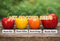 Mix Rocoto Pepper Seeds, Capsicum Pubescens Heirloom Variety, 25 Seeds, Multi-Color, Perennial South American Plant
