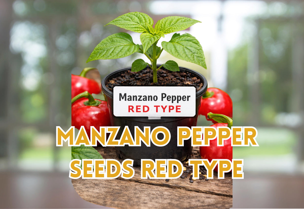 Manzano Pepper Seeds Red 24 Premium Rocoto Chili Capsicum Pubescens for Gardening and Cooking