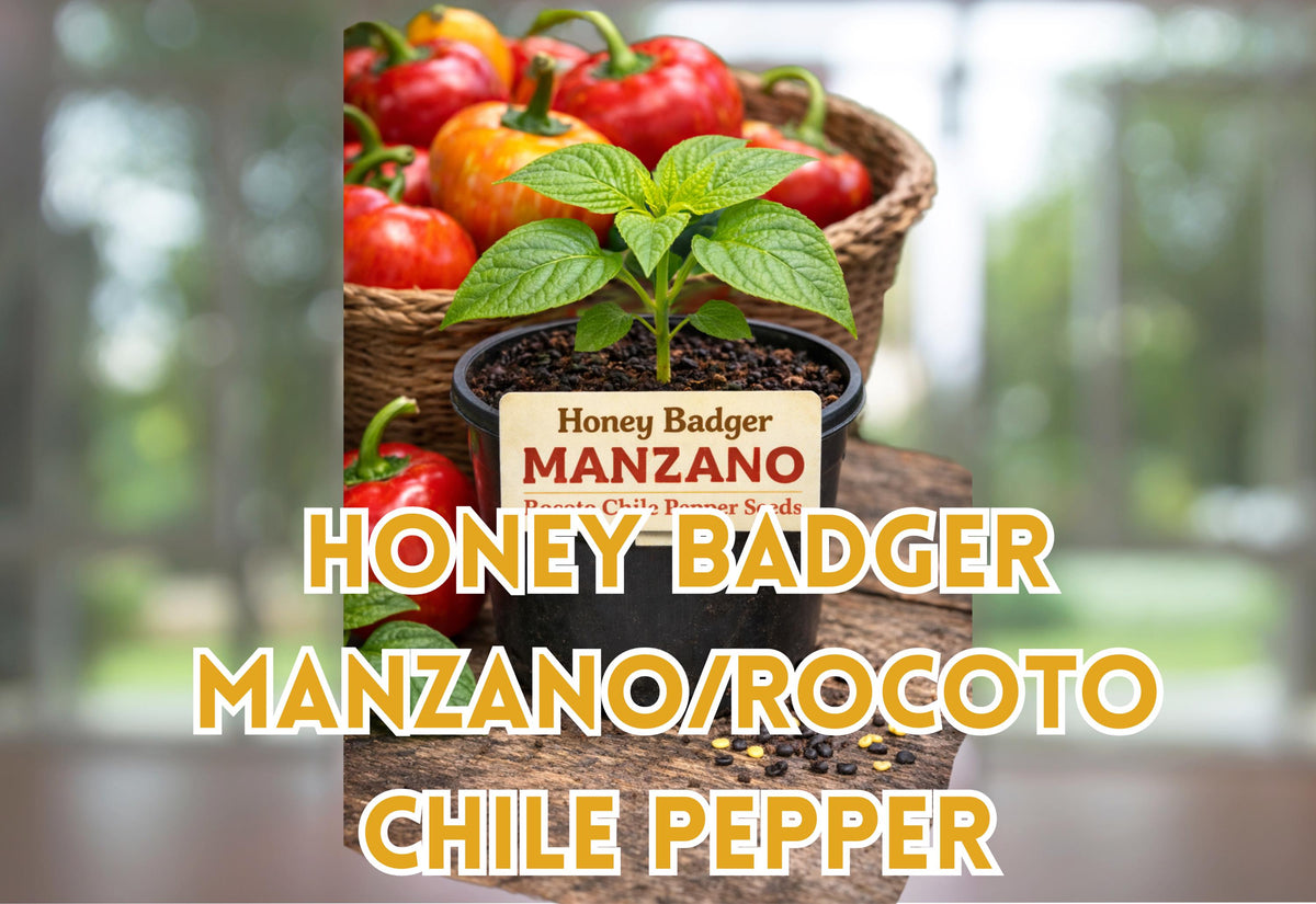 Honey Badger Manzano Pepper Seeds, Heirloom Rocoto Chili, Capsicum pubescens, 20 Premium Seeds