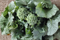 Kailaan Seeds - Chinese Broccoli Gai Lan, Heirloom Non-GMO, Open Pollinated, Asian Green, Cool-Season Vegetable, 300 Seeds Pack