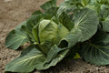 Early Jersey Wakefield Cabbage Seeds – Heirloom Non-GMO, Compact Green, Cool-Weather, 500 Seeds