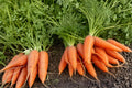 Scarlet Nantes Carrot Seeds - 500 Non-GMO Heirloom Vegetable Seeds for Spring & Fall Gardening