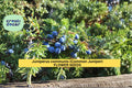 Juniper Seeds, Common Juniper, Evergreen Conifer Shrub, Hardy Landscape Plant, Juniperus communis, 25 Seeds