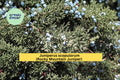 Juniperus scopulorum Seeds Rocky Mountain Juniper Evergreen Conifer Tree for Landscaping - 15 Seeds