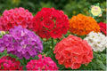 Geranium Seeds - 100+ Luster Mix Flower Seeds - Fragrant Pelargonium spp. for Garden, Container, or Bed Planting