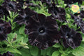 Black Velvet Mum Seeds – Annual Chrysanthemum morifolium Garden Flowers – Rich Dark Blooms for Full Sun Gardens