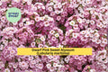 Dwarf Pink Sweet Alyssum Seeds | Lobularia maritima | Fragrant Low-Growing Flowering Annual for Borders & Containers