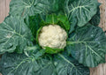 Heirloom Snowball Y Improved Cauliflower Seeds – 250 Premium White Head Vegetable Seeds for Cool-Season Gardening