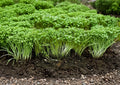 Curled Cress Seeds - Spicy Microgreen, 1000 Seeds, Garden Cress, Pepper Cress, Heirloom, Indoor & Outdoor Growing