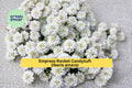 Empress Rocket Candytuft Seeds 100 Count | Iberis amara White Flower Annual for Borders & Cottage Gardens