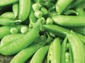 Sugar Snap Pea Seeds – Edible Pod Climbing Garden Variety, Non-GMO, 50 Seeds, Fresh Eating, Early Spring Planting