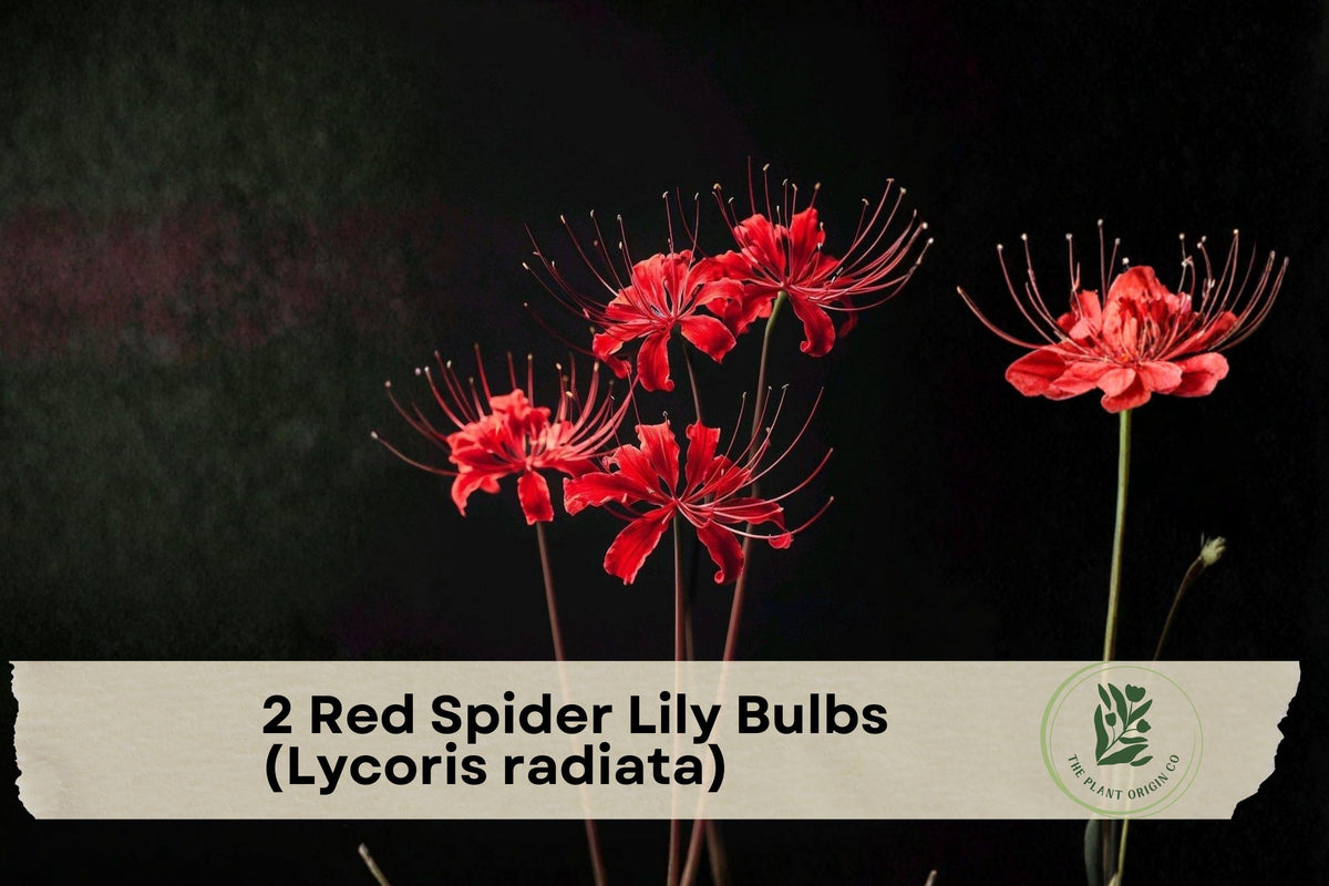 Red Spider Lily Bulbs – Lycoris radiata, 2 Pack, Vibrant Red, Ornamental Perennial Flower for Garden Beds and Borders