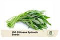 Chinese Spinach Seeds – Water Spinach Kangkong, Ipomoea aquatica, Fast-Growing Leafy Green for Vegetable Gardens and Containers