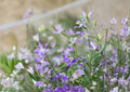 Evening Scented Stock Seeds – Night Blooming Fragrant Annual Flower, Matthiola longipetala, Purple Pink Lavender, 100 Seeds