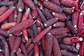 Bloody Butcher Corn Seeds – 50 Heirloom Red Dent Grain Corn for Flour, Meal, and Grits – Non-GMO, Open Pollinated, 110-Day Maturity