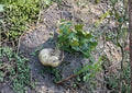 True Jicama Seeds - Climbing Vine with Crisp, Sweet Roots - Pachyrhizus erosus, Tropical Root Vegetable, 10 Seeds