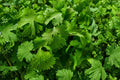 Leisure Cilantro Seeds – Slow Bolting Heirloom Coriander, Non-GMO, 100 Seeds for Fresh Leaves & Spices, Container & Garden Growing