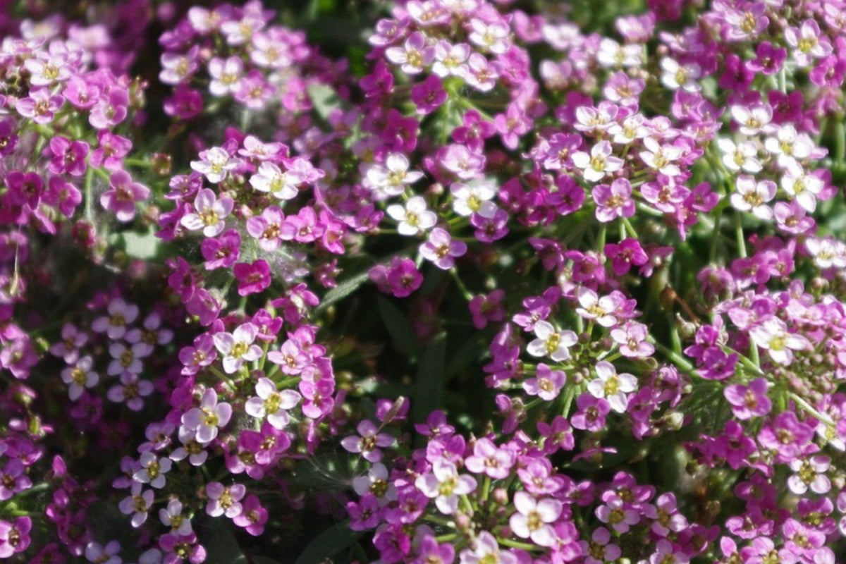 Dwarf Pink Sweet Alyssum Seeds – Fragrant Low-Growing Annual Flower for Borders, Containers & Ground Cover (Lobularia maritima)