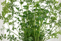 Italian Giant Parsley Seeds - Flat Leaf, Non-GMO, Heirloom, Dark Green, 500 Seeds for Culinary Herbs, Garden, Containers